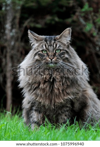 Norwegian forest cat male sitting in meadow 