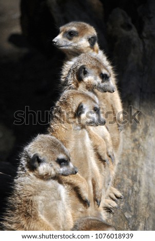 Meerkat family sitting in a row