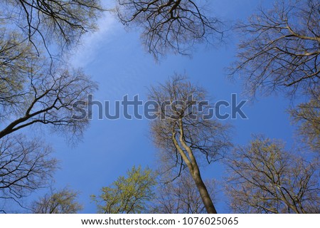 Forest - Duvenstedter Brook (Hamburg, Germany) - natural backgrounds