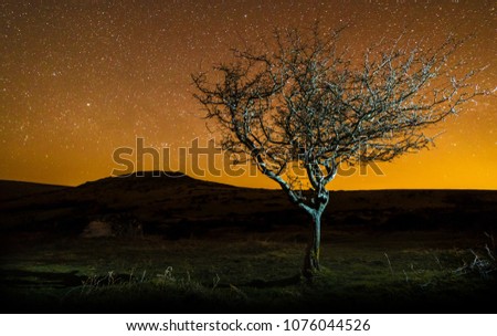 Leafless Tree against Starry Night Sky Background