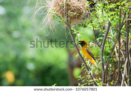 Yellow Warbler is beautifully twisted branches.
