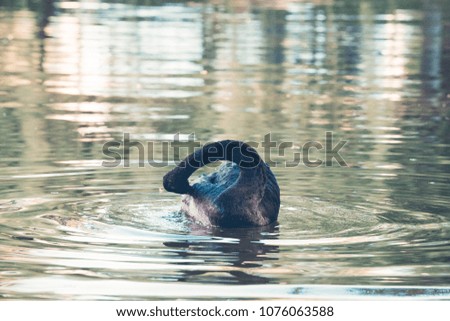 Amazing black swan on a lake
