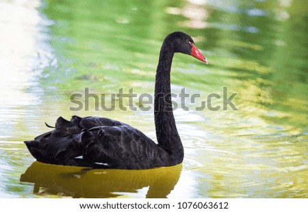 Amazing black swan on a lake