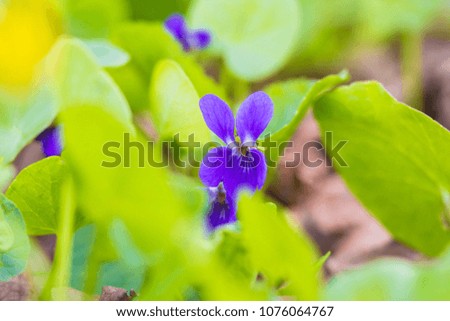 Violet flower in the forest