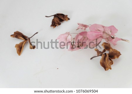 Pink flowers and dried leaves. Isolated on a white background.