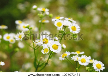 Beautiful white daisy on the road.