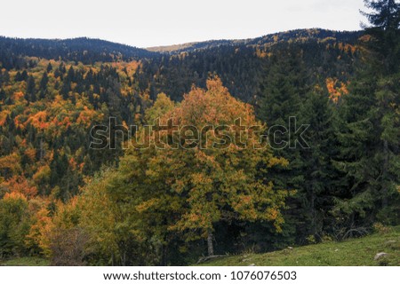 Autumn colorful forests and hills with fog in Borjomi-Kharagauli National Park, Georgia 
