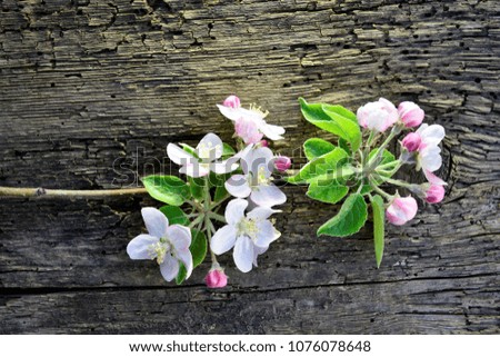 picture of a pink apple blossoms on old wood background