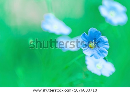 Wild flower background
