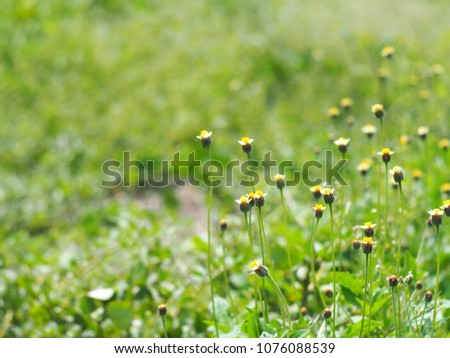 white yellow tiny wild daisy grass flowers in green meadow under summer sunlight on good weather day selective focus very shallow depth of field for blur backdrop background picture