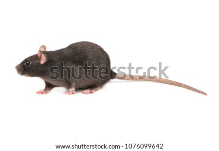 Beautiful gray rat isolated on white background