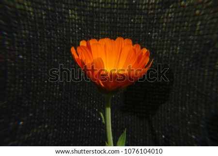 Orange colored african daisy flower.
