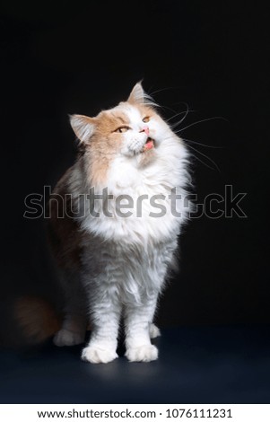 Ginger White Cat isolated over black background.