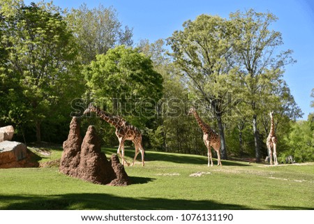 Giraffes In the Zoo USA