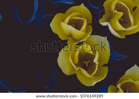 yellow tulip flowers 