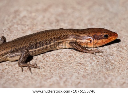 Focus Stacked Image of a Male Broadhead Skink Basking in the Sun on a Carpeted Garage Floor