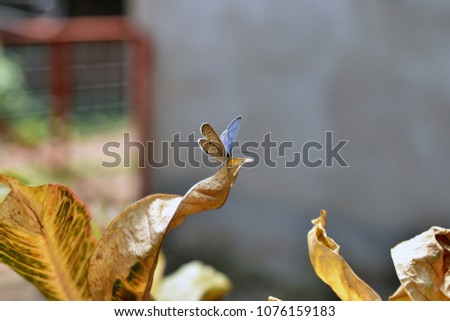 gram blue butterfly on the Dry leaves