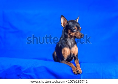 little dog with closed eyes on blue background