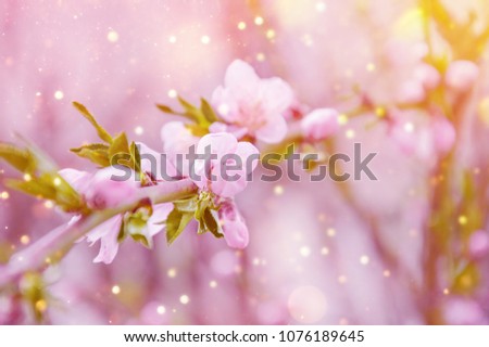Spring background. A gentle background. Spring. Flowering tree.