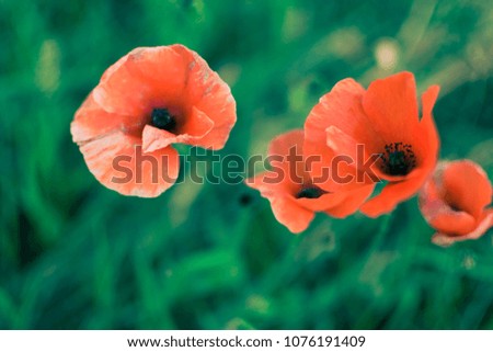 Close up picture of red poppies in the fiels seen from the top