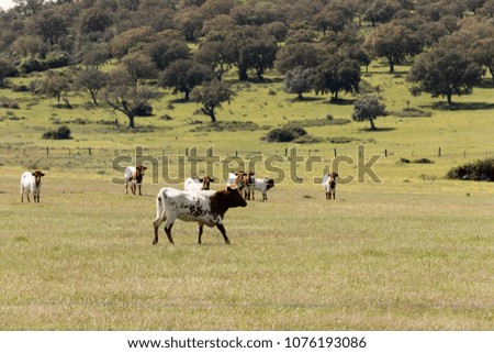 alentejo landscape with cattle