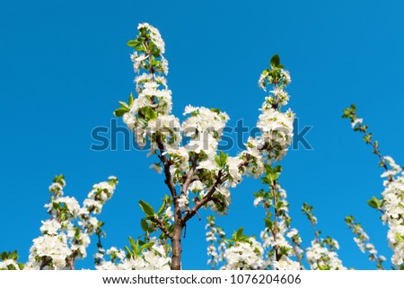 Branches of blossoming apple tree on the blue sky background.