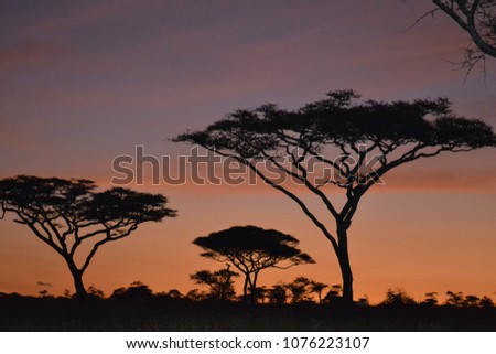 Acacias during sunset time make amazing background 