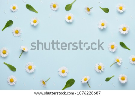 Floral pattern with small daisy flowers leaves and petals on blue trendy pastel background. Flower pattern flat lay top view frame composition with copy space.