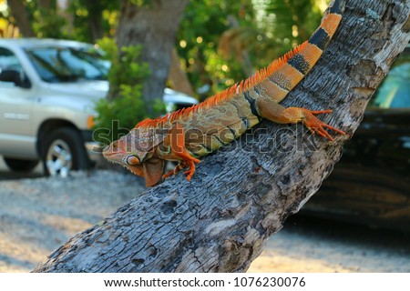 Colorful Lizard Reptile
