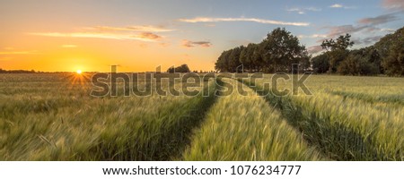 Tractor Track through Wheat field at sunset on Dutch countryside Royalty-Free Stock Photo #1076234777