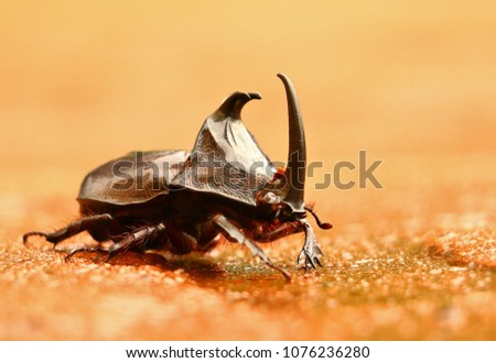 Macro insect picture rhino beetle