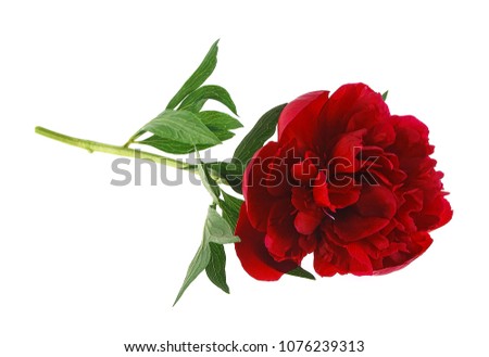 Flower. Red peony flower isolated on white background.