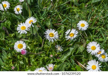 White daisies on a meadow covered with green grass in spring
