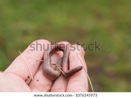 earthworm in the boy's palm