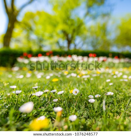 Beautiful white daisy flowers and summer blossoming field in sunshine and sun rays floral background macro. Amazing elegant artistic image nature in spring, summer flowers, free space for copy