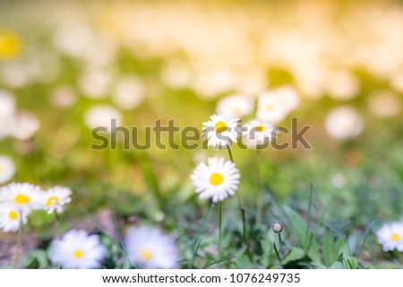 White daisy flowers in grass in spring wind close-up macro with soft focus on a meadow in nature. A beautiful soft light gentle dreamy green background, free space for text
