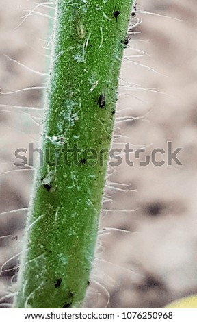 tomato stalk with aphids