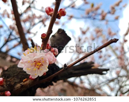 apricot flowers on old building background 