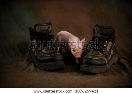 Newly born piglet of Vietnamese Chinese pig breed plays with huge working boots in the studio. Beautiful background desktop wallpaper postcard. Photos of old style with soft pattern. Selective focus