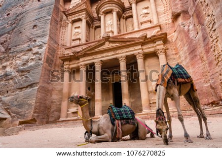 Camels waiting for tourists to be led about, chilling in front of of the Treasury (al-Khazneh) of Petra in the morning.