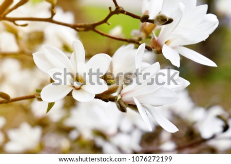 Beautiful White Magnolia Flowers Blossom on Magnolia Tree in Sunny Garden, Spring Time, Toned Photo Retro Vintage