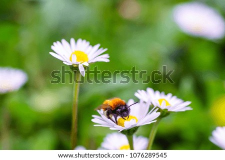 European honey bee on daisy spring flowers during spring in Paris, France. Taken by closeup photography or macro photography with blurry background or shallow DOF. 