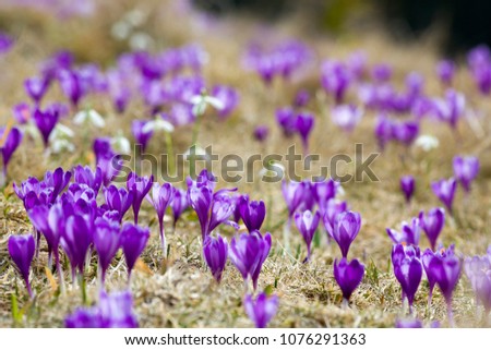 Beautiful view of marvelously blooming violet crocuses in the Carpathian mountains valley on bright spring morning. Ecology problems, protection of nature and beauty of life concept.