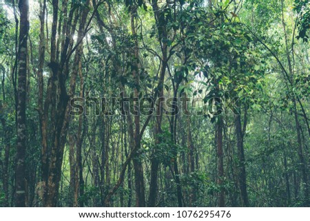 picture of tropical rain forest in Thailand, nature concept
