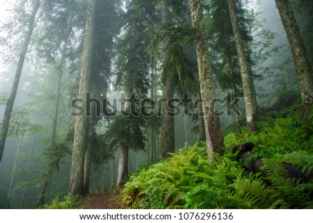 Picture of foggy forest with trees