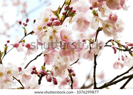 Sakura flowers blossom. Japan cherry tree in garden, spring time