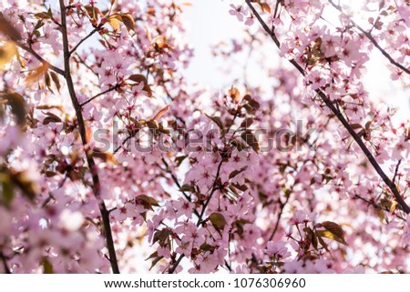 Blooming Purple Red Sakura Tree Garden in Spring.  Blurry Backgr