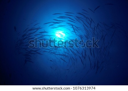 Fish school barracuda