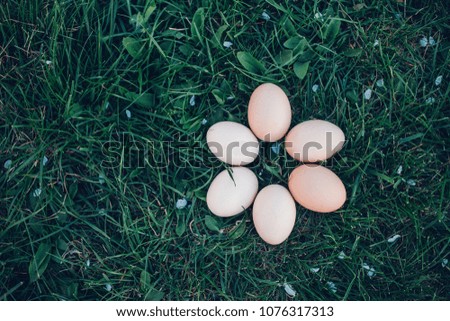 eggs on the grass
