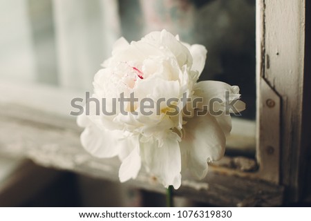 lovely white peony at rustic old wooden window in light, space for text. floral greeting card. happy mothers day or valentines.rural country image. shabby chic concept